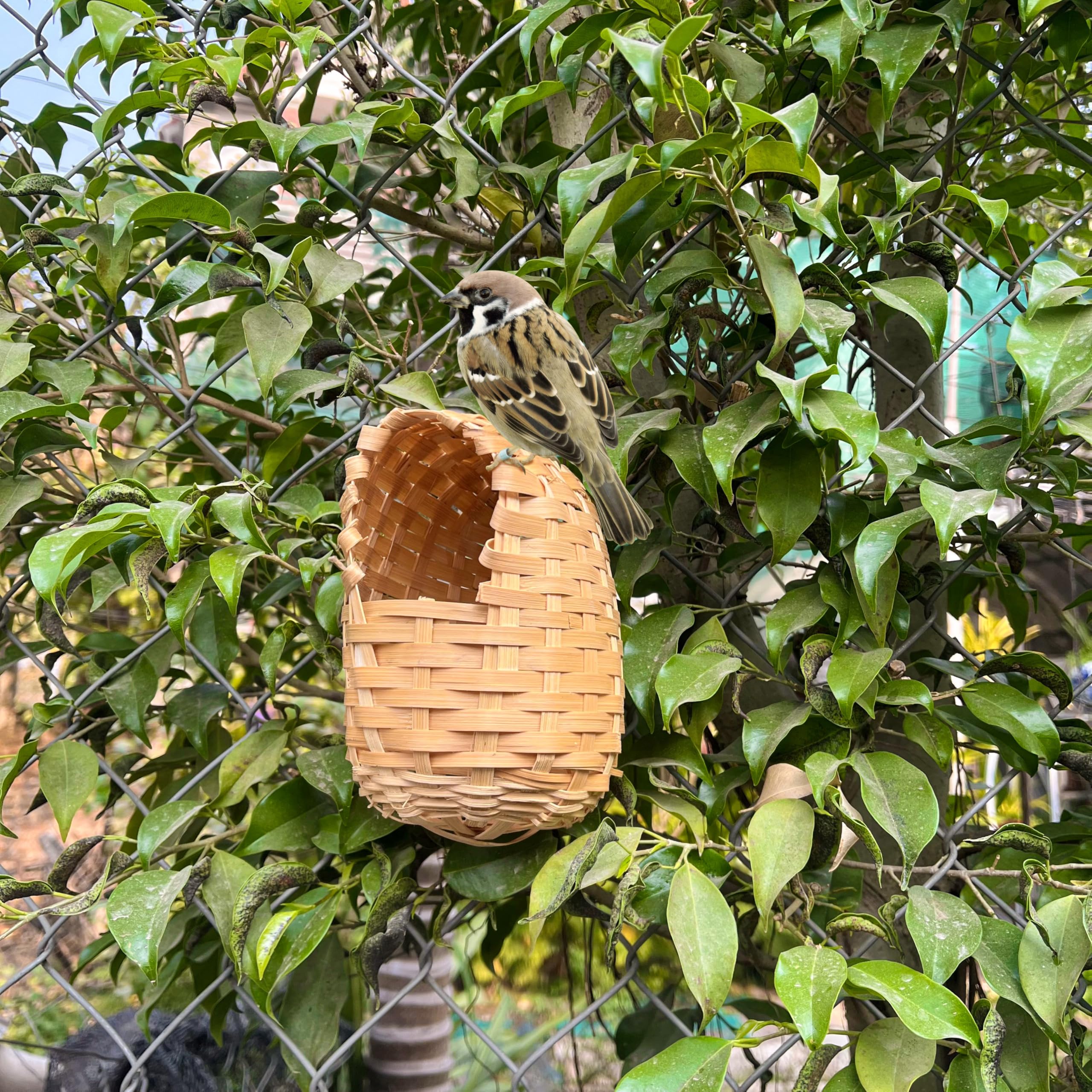 Marsrut comparaison taille montrant échelle adaptée aux petits oiseaux