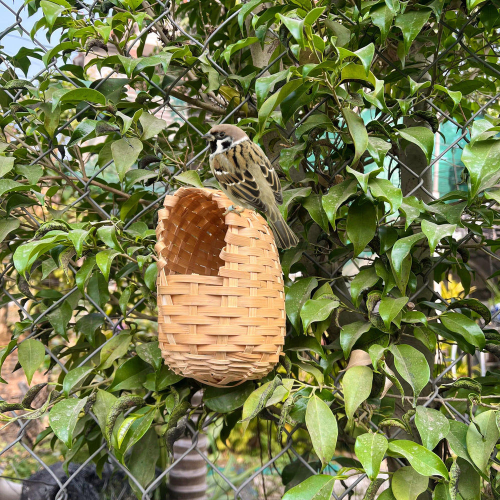 Marsrut comparaison taille montrant échelle adaptée aux petits oiseaux