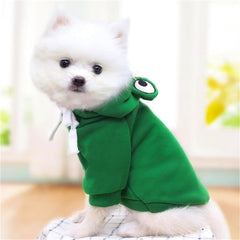 Maruomiki chien en promenade montrant aisance et protection