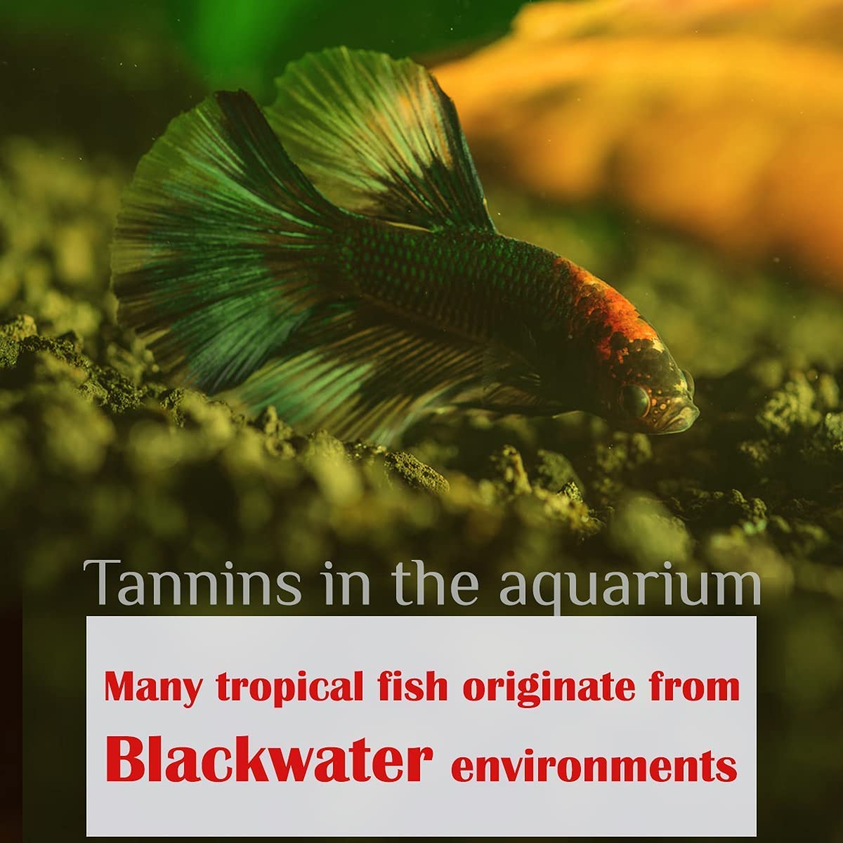 MATCHIMAA comparaison taille montrant dimensions réelles pour petits aquariums