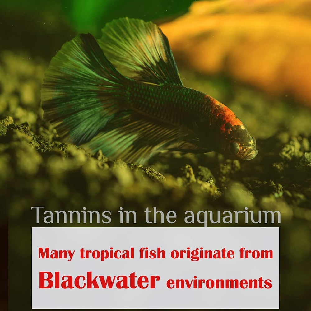 MATCHIMAA comparaison taille montrant dimensions réelles pour petits aquariums