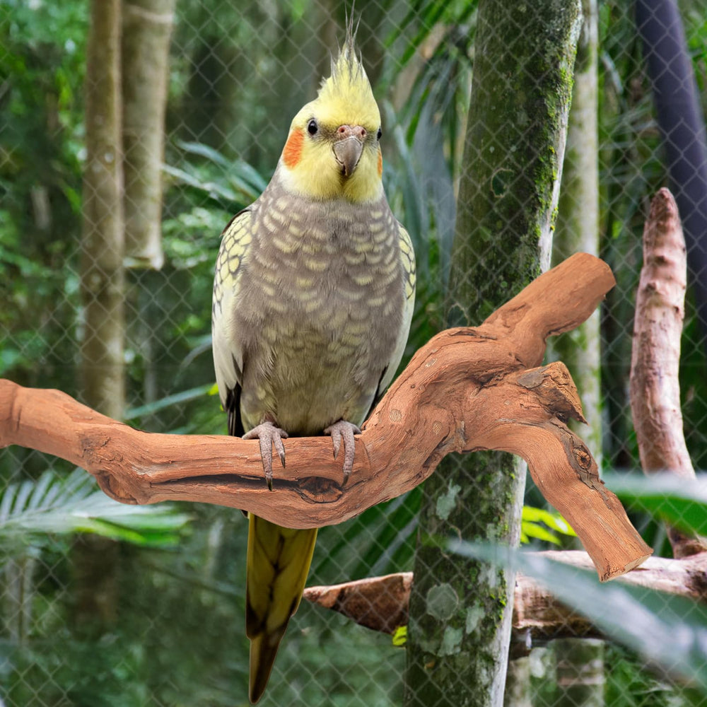 Matutinus bâton à ronger closeup occupes oiseaux réduit ennui
