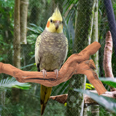 Matutinus bâton à ronger closeup occupes oiseaux réduit ennui