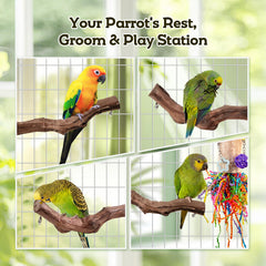 Matutinus ensemble éléments colorés attirant curiosité et jeu