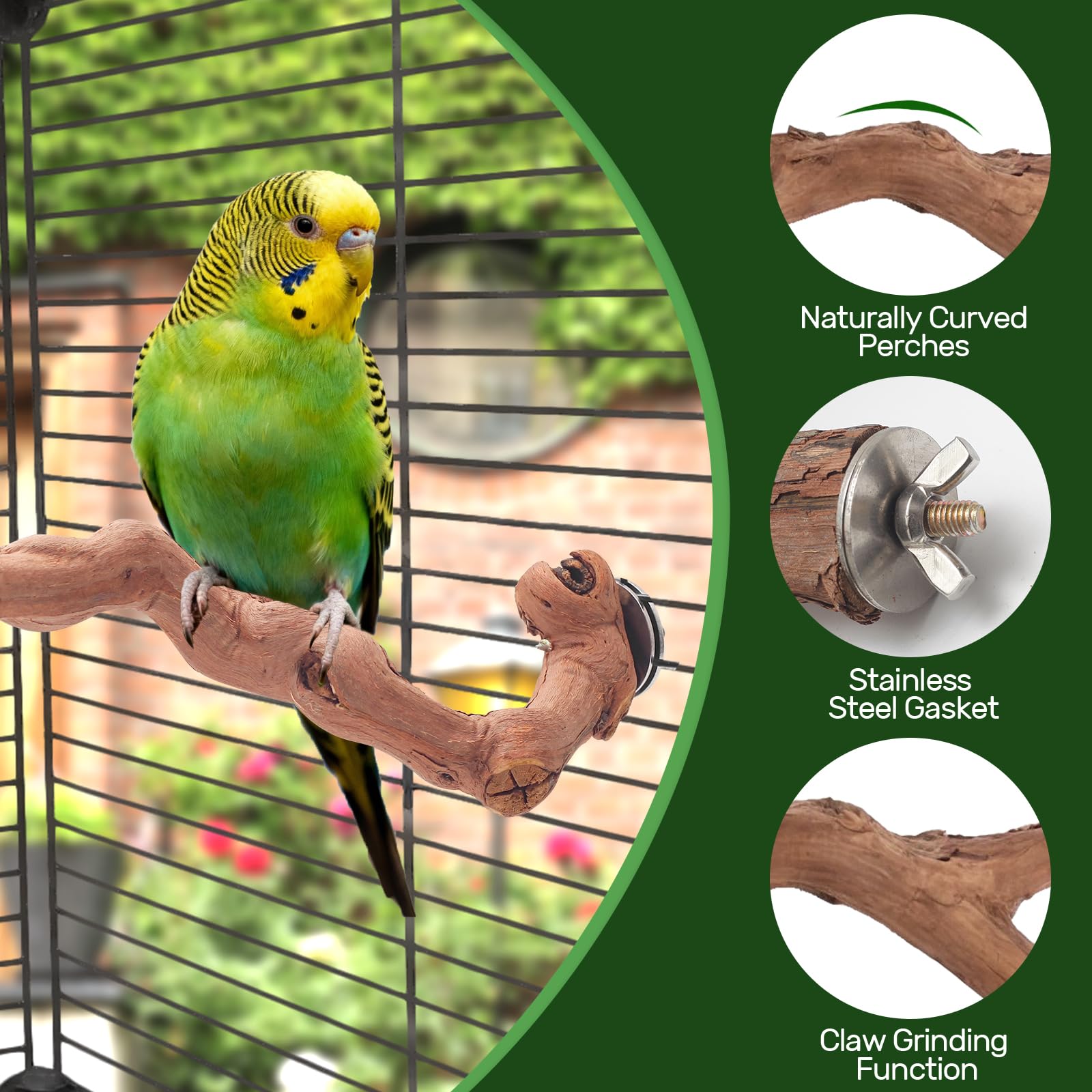 Matutinus perchoirs en usage dans cage stimulant activité