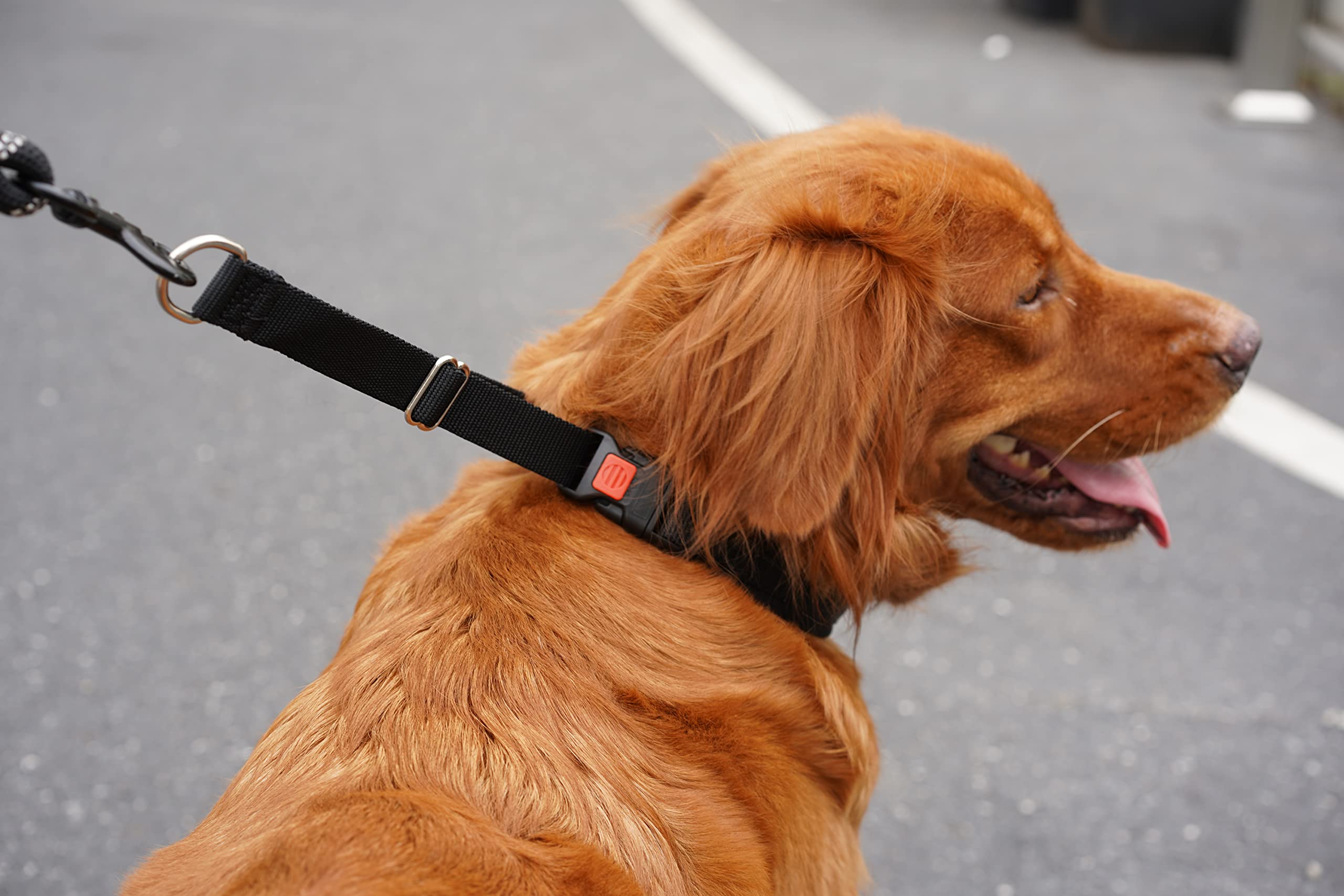 Mayerzon collier martingale présentation des tailles pour choisir correctement