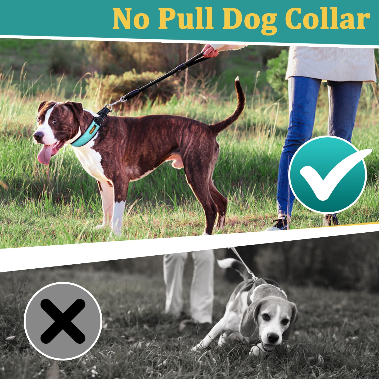 Mayerzon collier taille L comparé à un chien moyen pour échelle