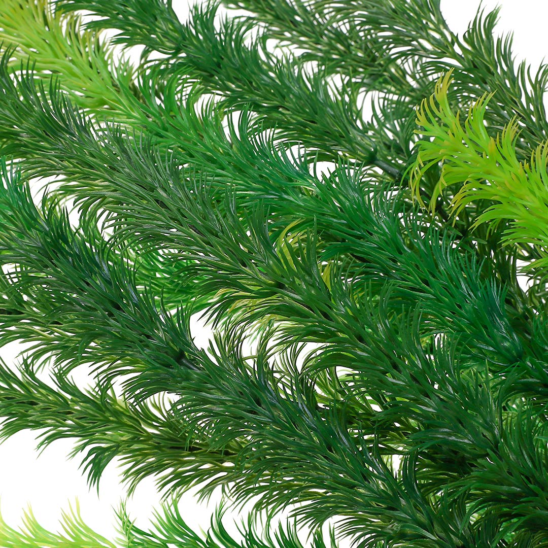 Mayitr plante aquarium angle latéral montrant silhouette et profondeur