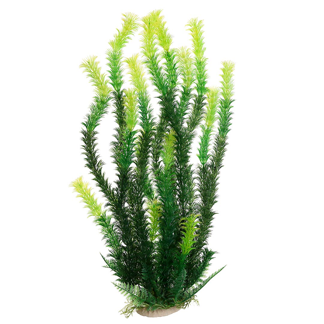Mayitr plante aquarium face montrant le feuillage rhodo vert et son rendu naturel