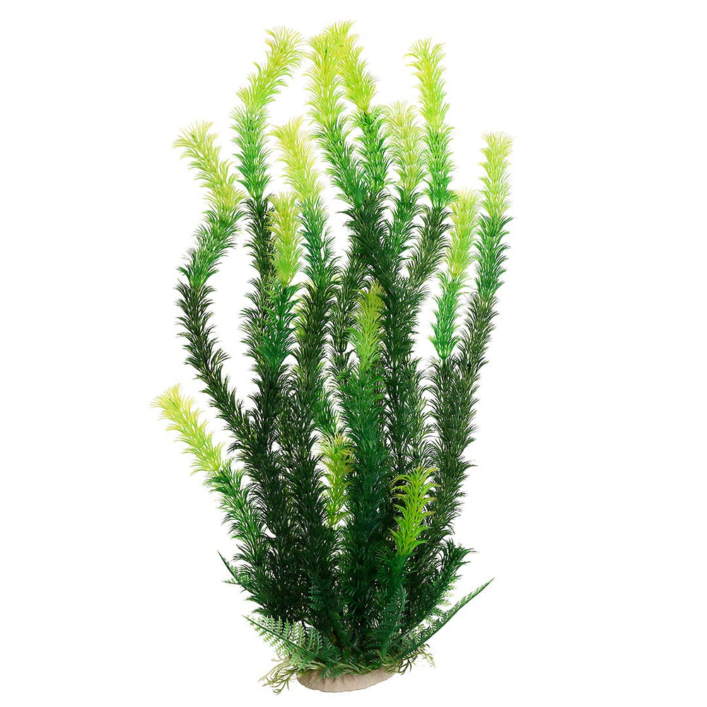Mayitr plante aquarium face montrant le feuillage rhodo vert et son rendu naturel