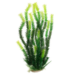 Mayitr plante aquarium face montrant le feuillage rhodo vert et son rendu naturel