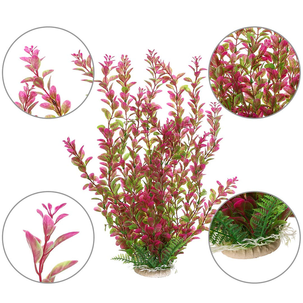 Mayitr plante rouge près d'un poisson illustrant cachette et confort visuel