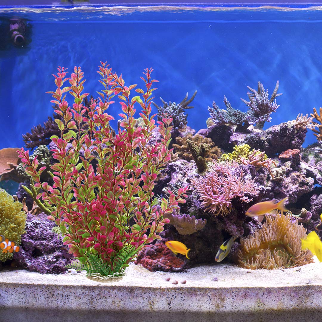 Mayitr comparaison d'échelle montrant la hauteur 18 pouces adaptée aux aquariums moyens