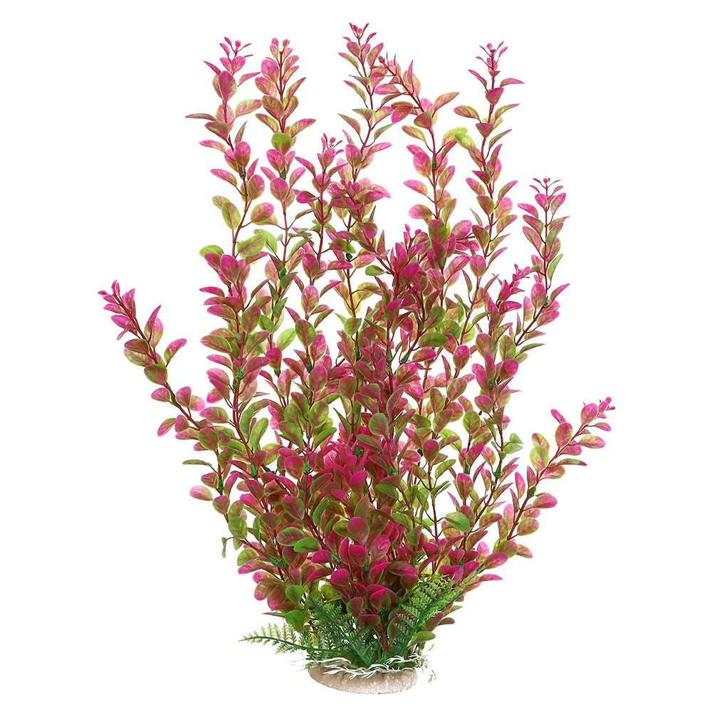 Mayitr plante aquatique vue avant montrant la couleur rouge vive et l'effet décoratif