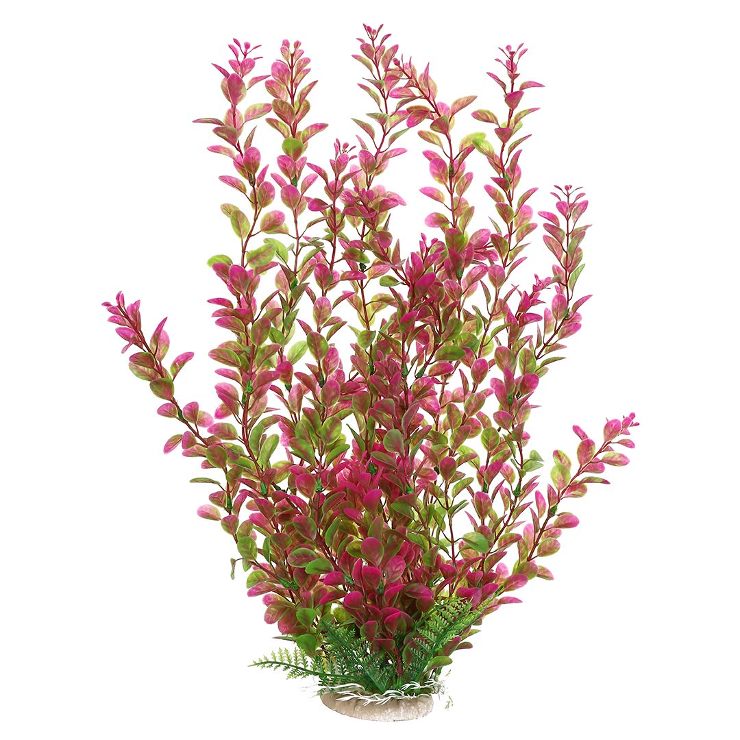 Mayitr plante aquatique vue avant montrant la couleur rouge vive et l'effet décoratif