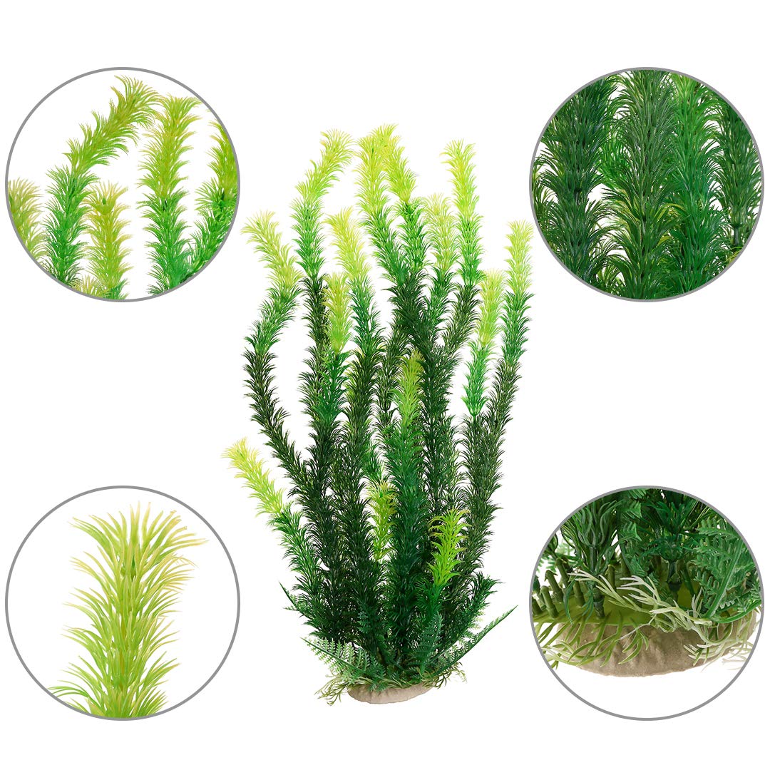 Mayitr plante aquarium comparaison échelle pour visualiser la taille 47 cm