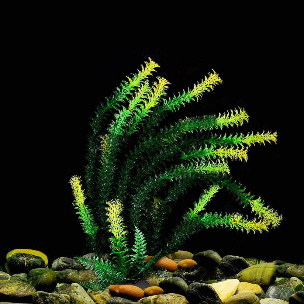 Mayitr plante aquarium en utilisation dans un bac créant des cachettes pour poissons