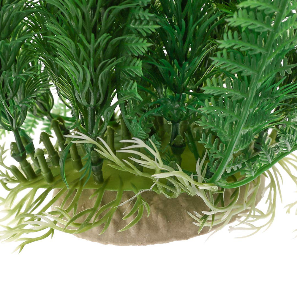 Mayitr plante aquarium pendant le nettoyage montrant entretien simple