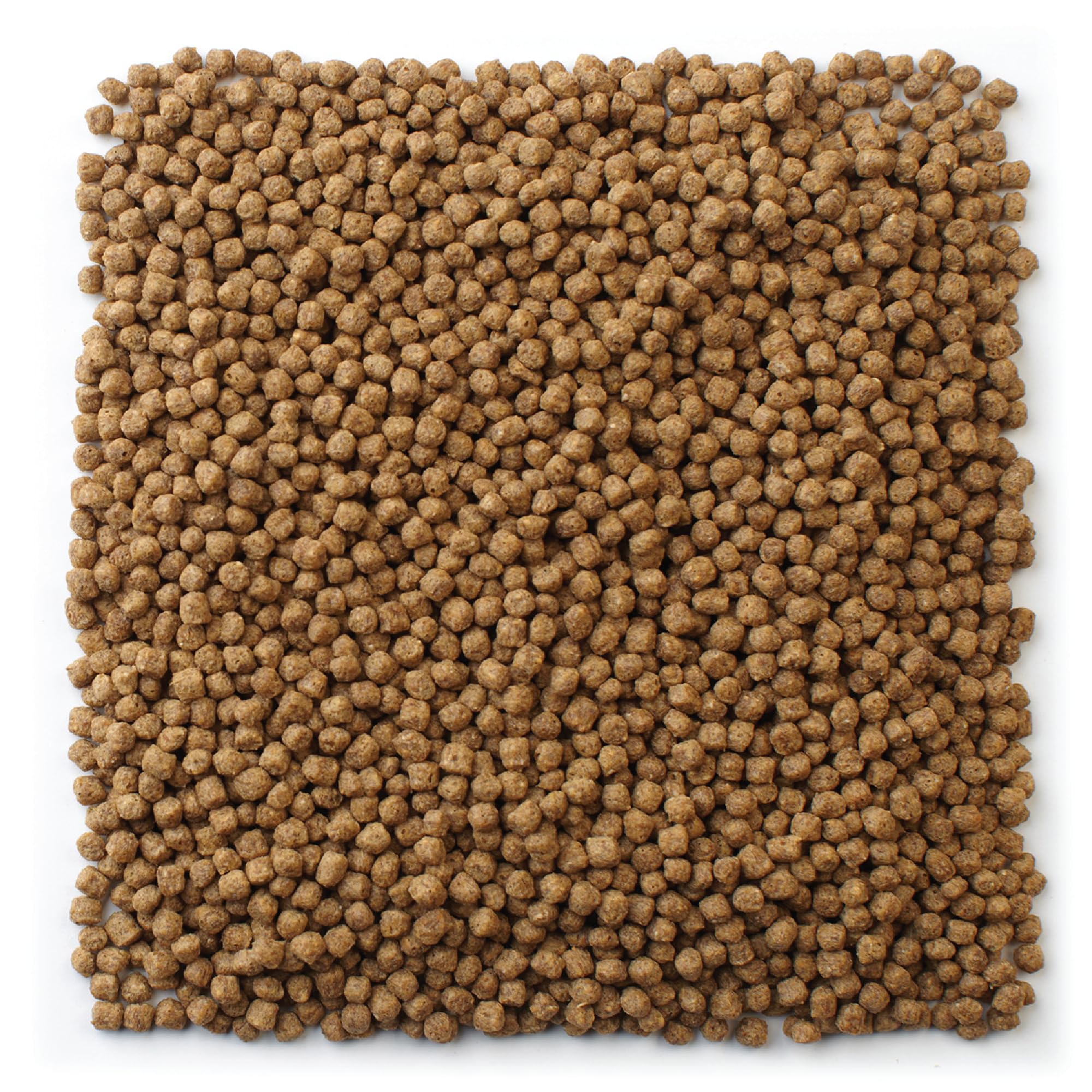 Mazuri en utilisation dans bassin montrant poissons mangeant facilement à la surface