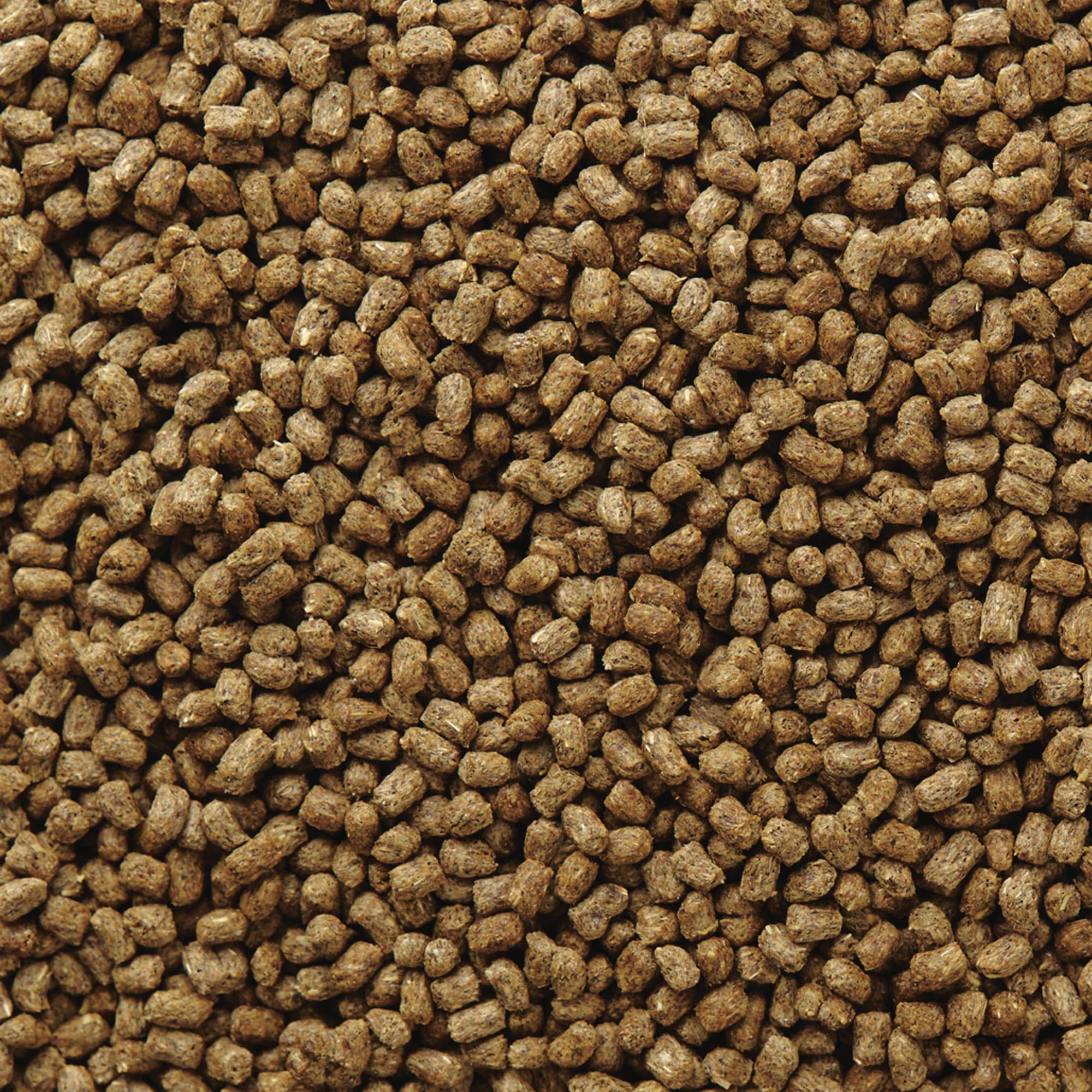 Mazuri mise en scène dans terraire suggérant alimentation équilibrée