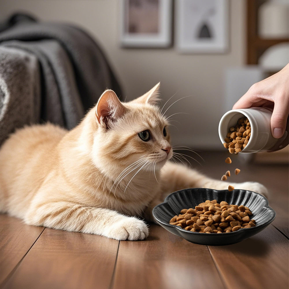 Mecaikru comparaison taille montre échelle adaptée à chatons et adultes