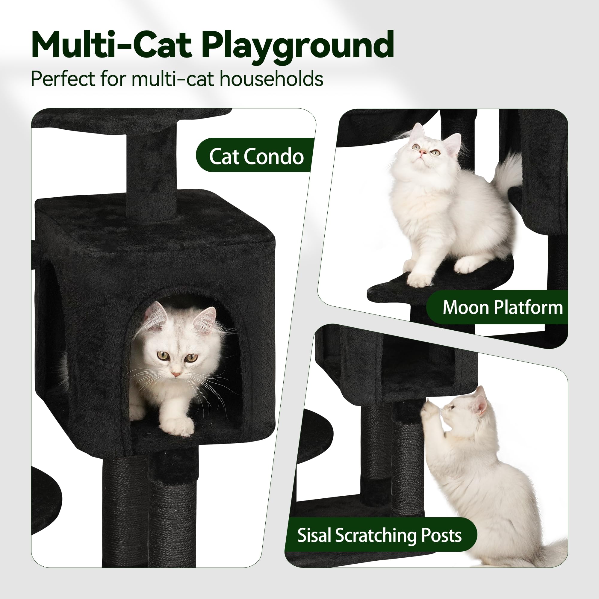 Meecal plateforme perchée avec chaton encourage saut et exploration