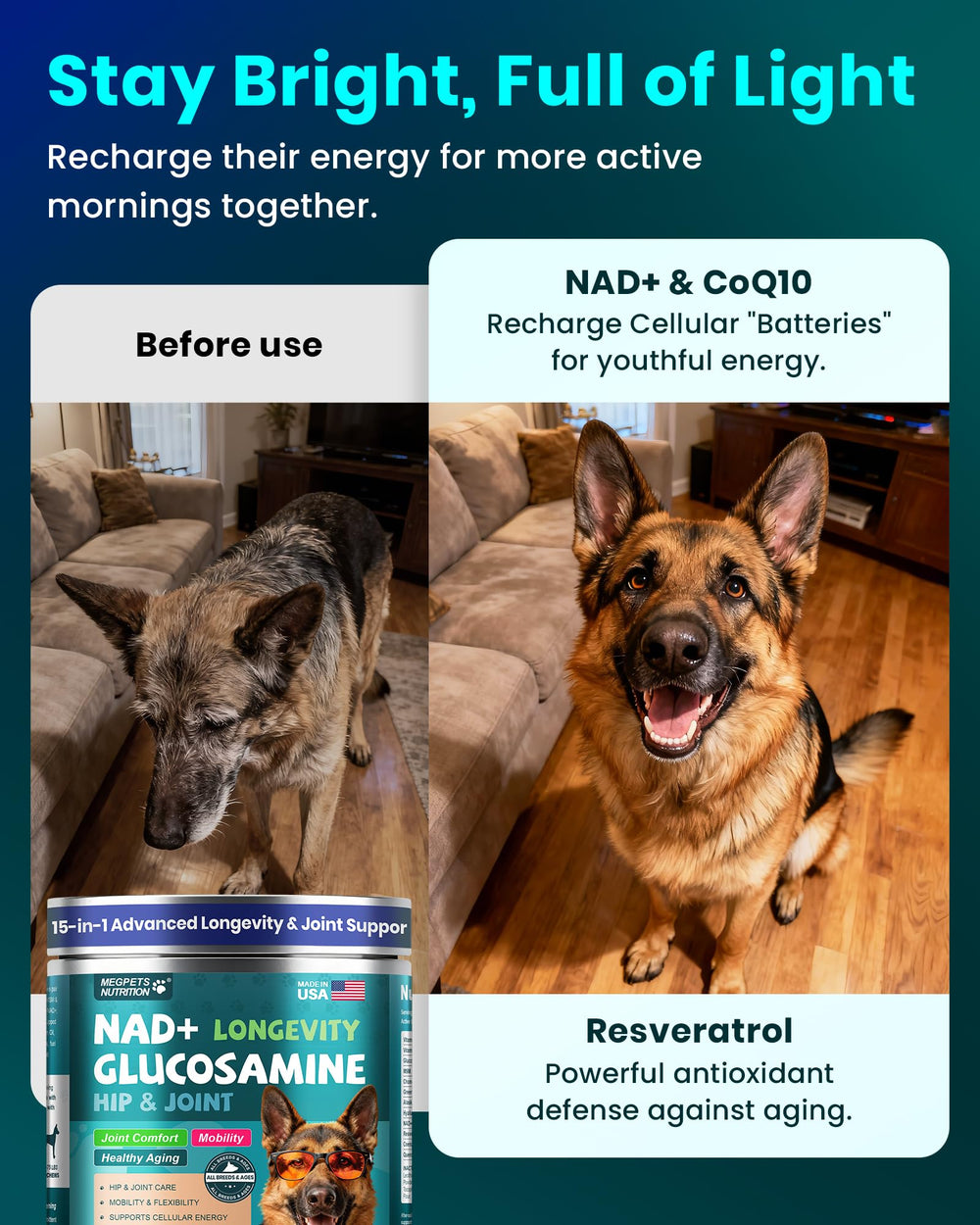 MEGPETS NUTRITION chien actif en promenade illustrant mobilité améliorée