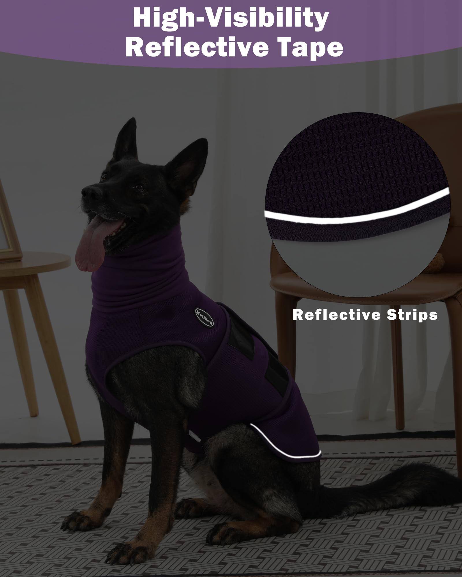 Meifsou scène de vie chien calme sur canapé après mise de la veste
