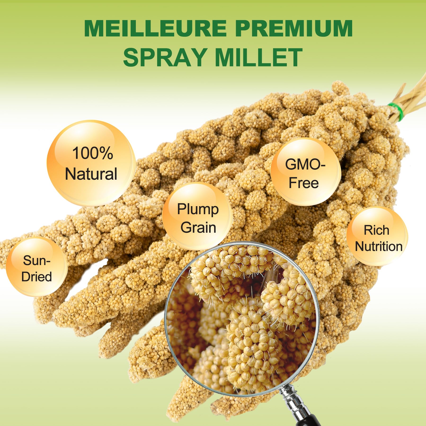 MEILLEURE gros plan des grains de millet montrant qualité naturelle