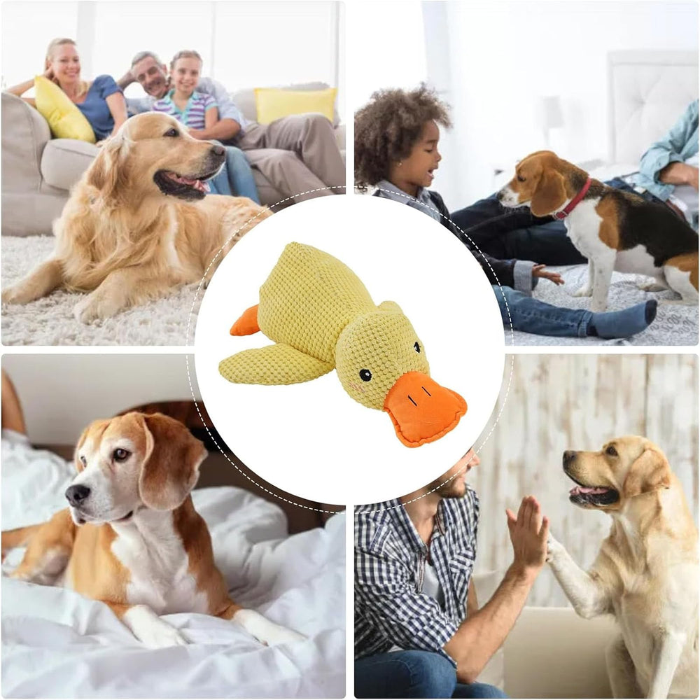 Mellow Dog dans salon ambiance calme et confort pour chien