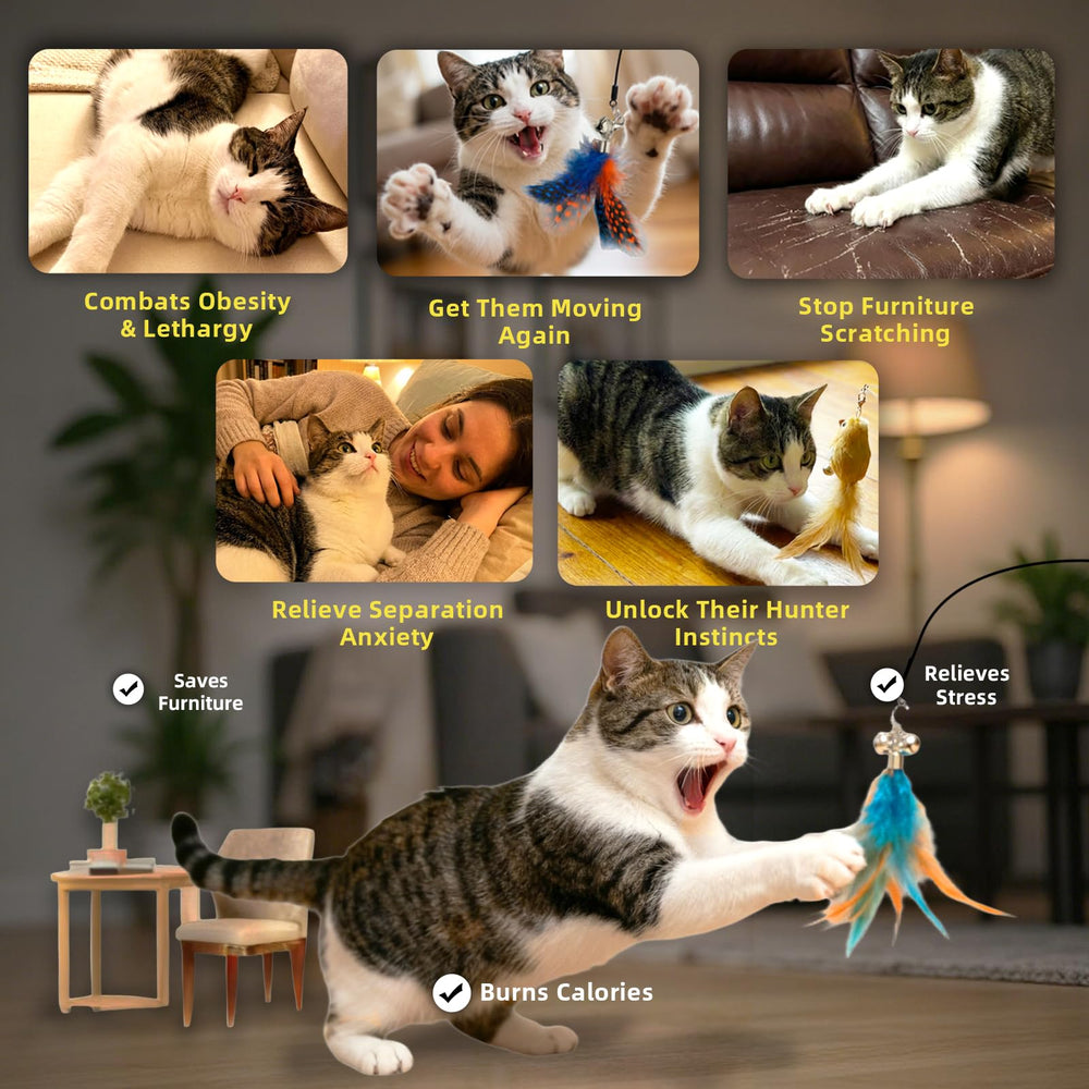 meouwow assortiment d’attachements colorés stimulant l’instinct de chasse