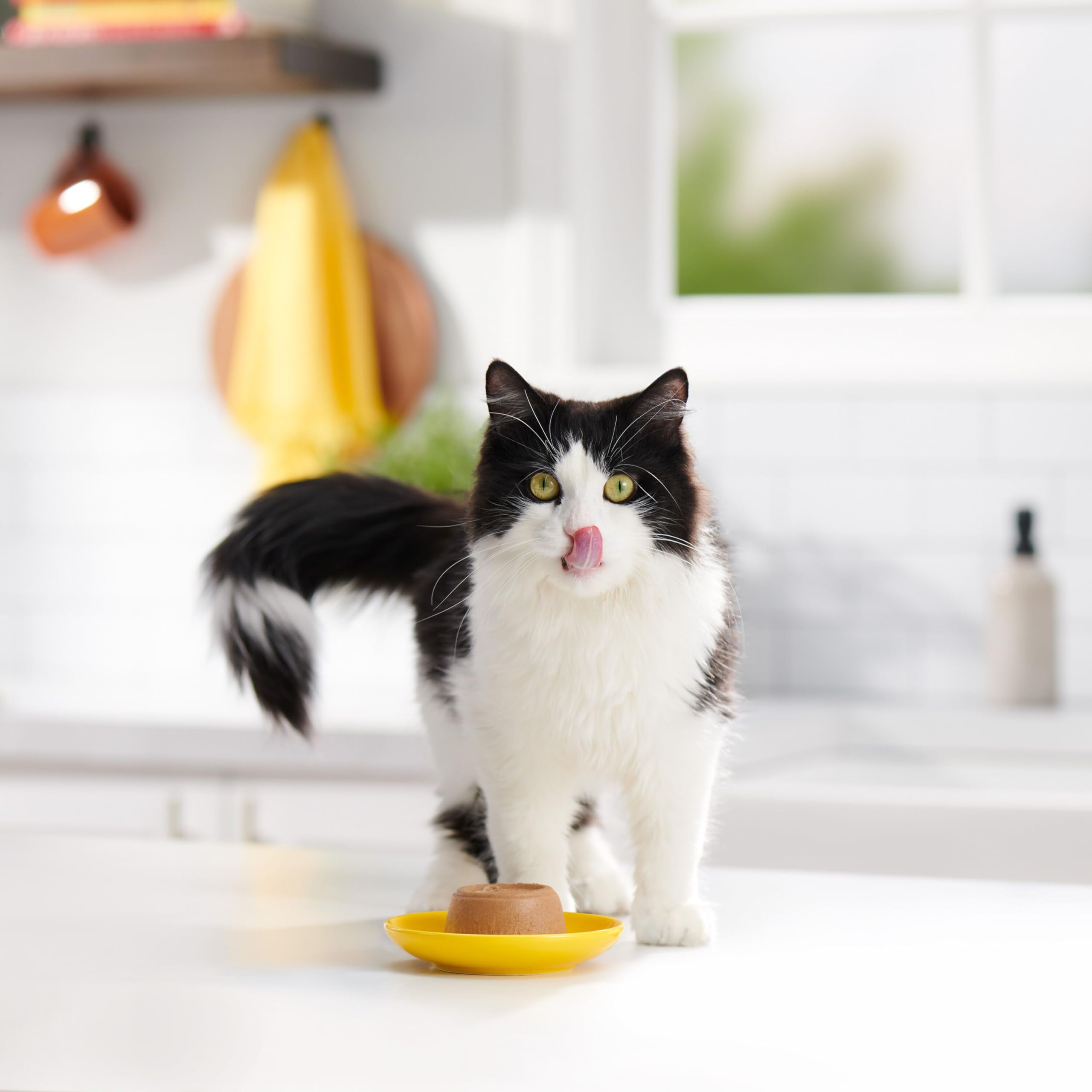 Meow Mix pack complet 48 coupelles pour rotation variée et bon rapport qualité-prix
