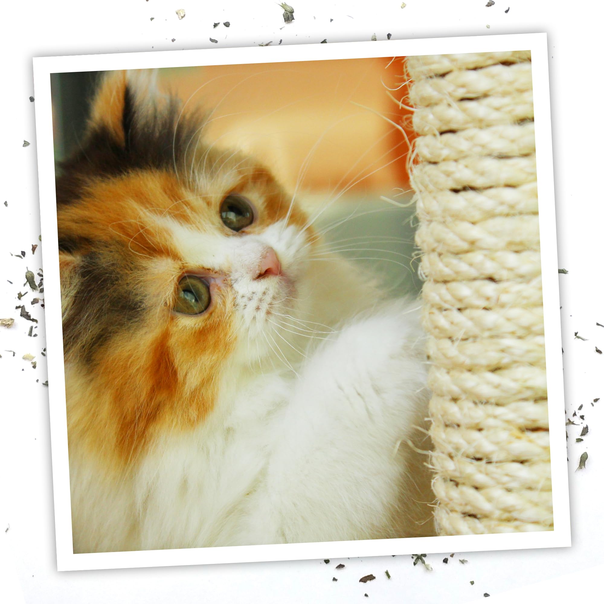 Meowijuana étiquette listant eau distillée et huile pure de catnip sécurisée