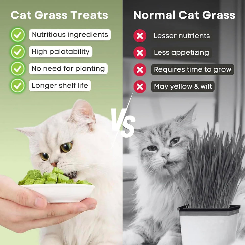 Meowly en main pour comparaison de taille et portion pratique