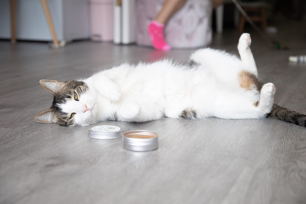 Meowy Janes chat joue avec jouet démontrant l'effet stimulant et interaction ludique