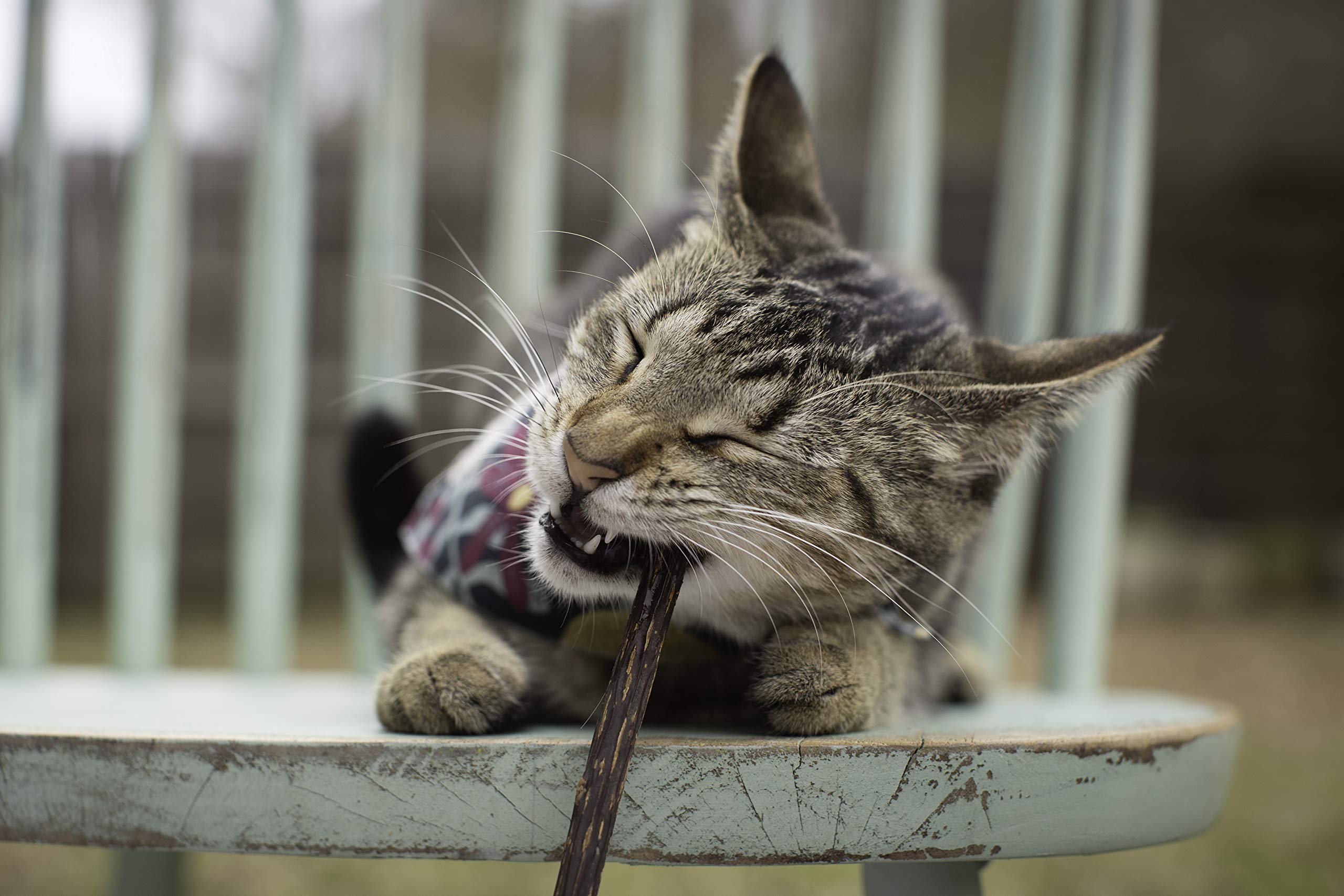 Meowy Janes chat qui pousse le bâton avec les pattes pour stimuler l’activité