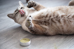 Meowy Janes sur jouet pour chat montrant comment saupoudrer pour stimuler le jeu