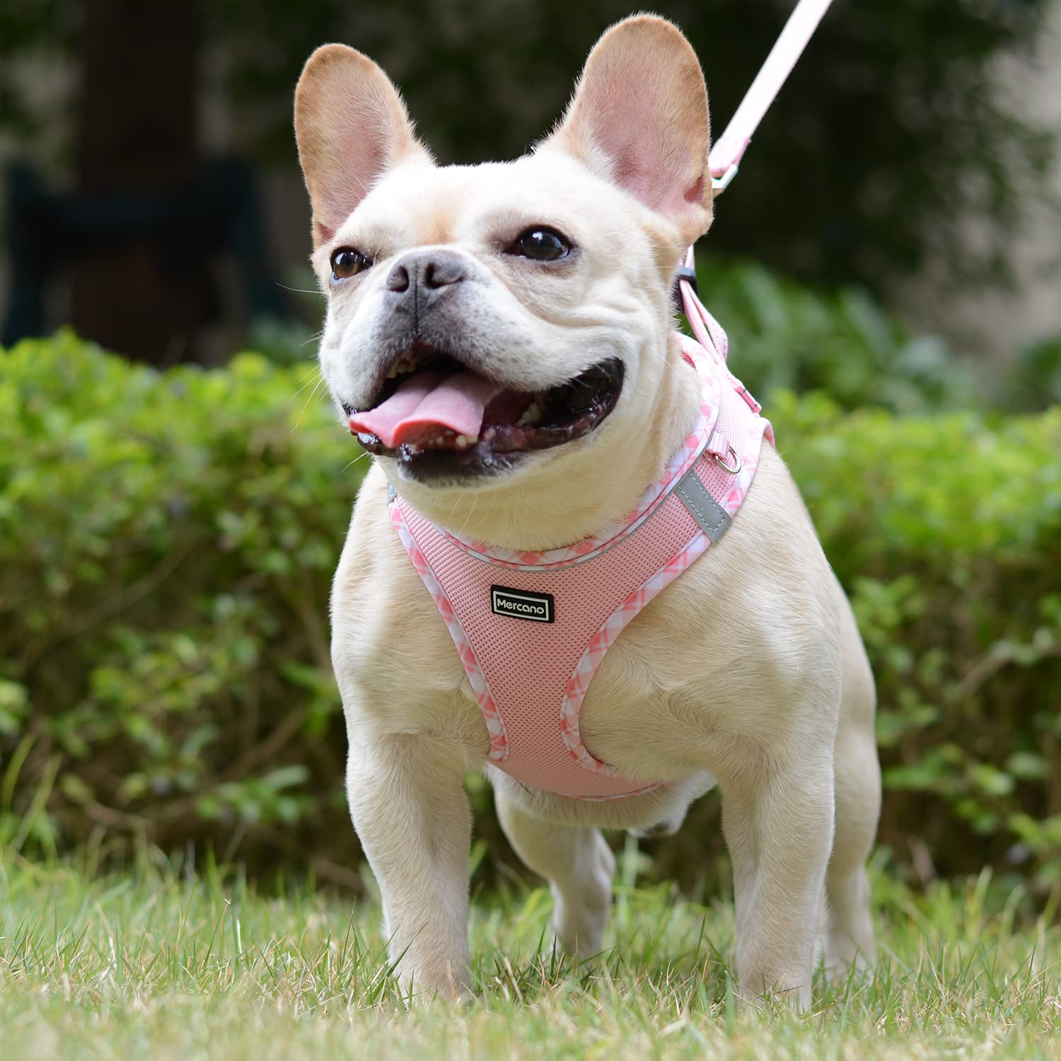 Mercano harnais porté sur petit chien facilitant promenades sûres