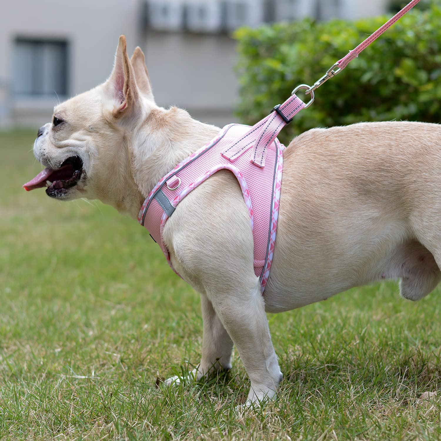 Mercano laisse 140 cm poignée rembourrée pour promenades confortables