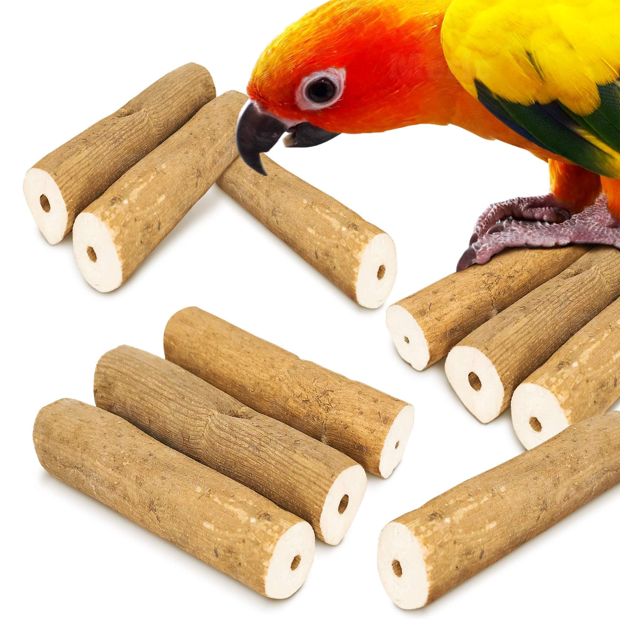 Meric CoCoo gros plan sur la texture spongieuse de la Sola favorisant le broyage par le bec