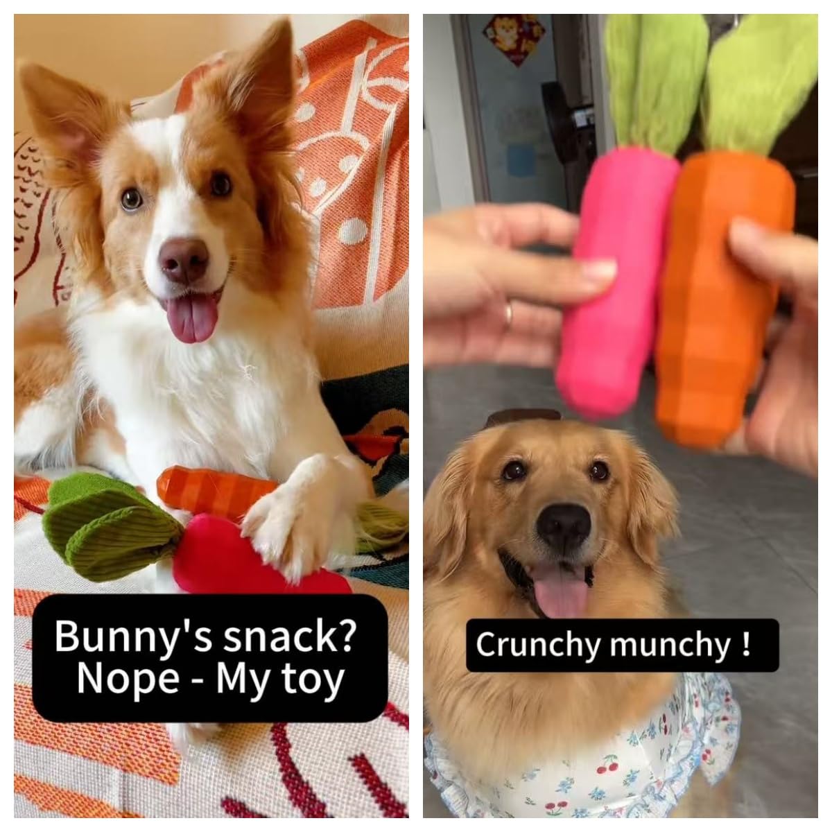 MewaJump chien en train de mâcher le jouet pour soulager l'ennui et jouer