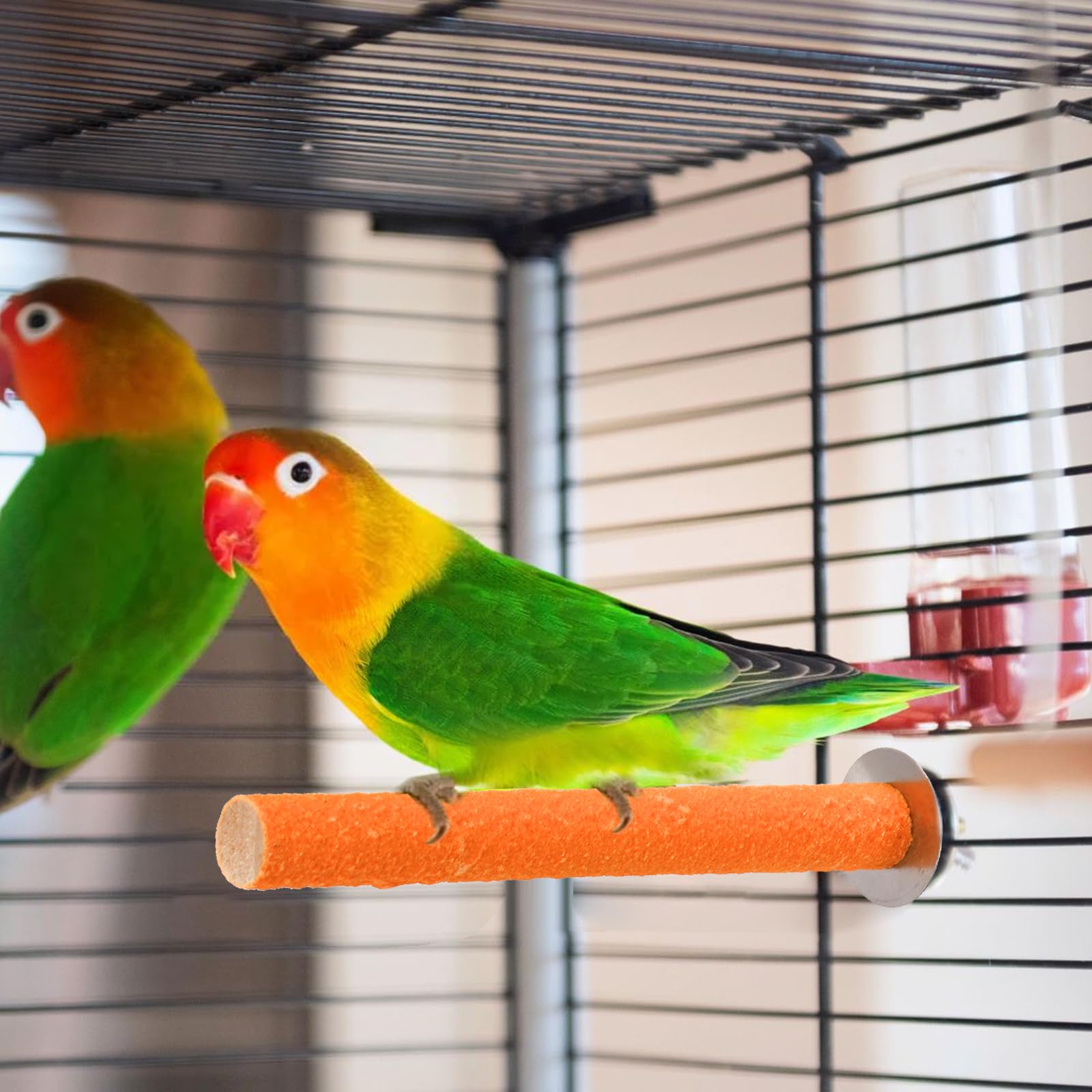 Mezchi oiseau utilisant perchoir stimulant l'exercice et le jeu