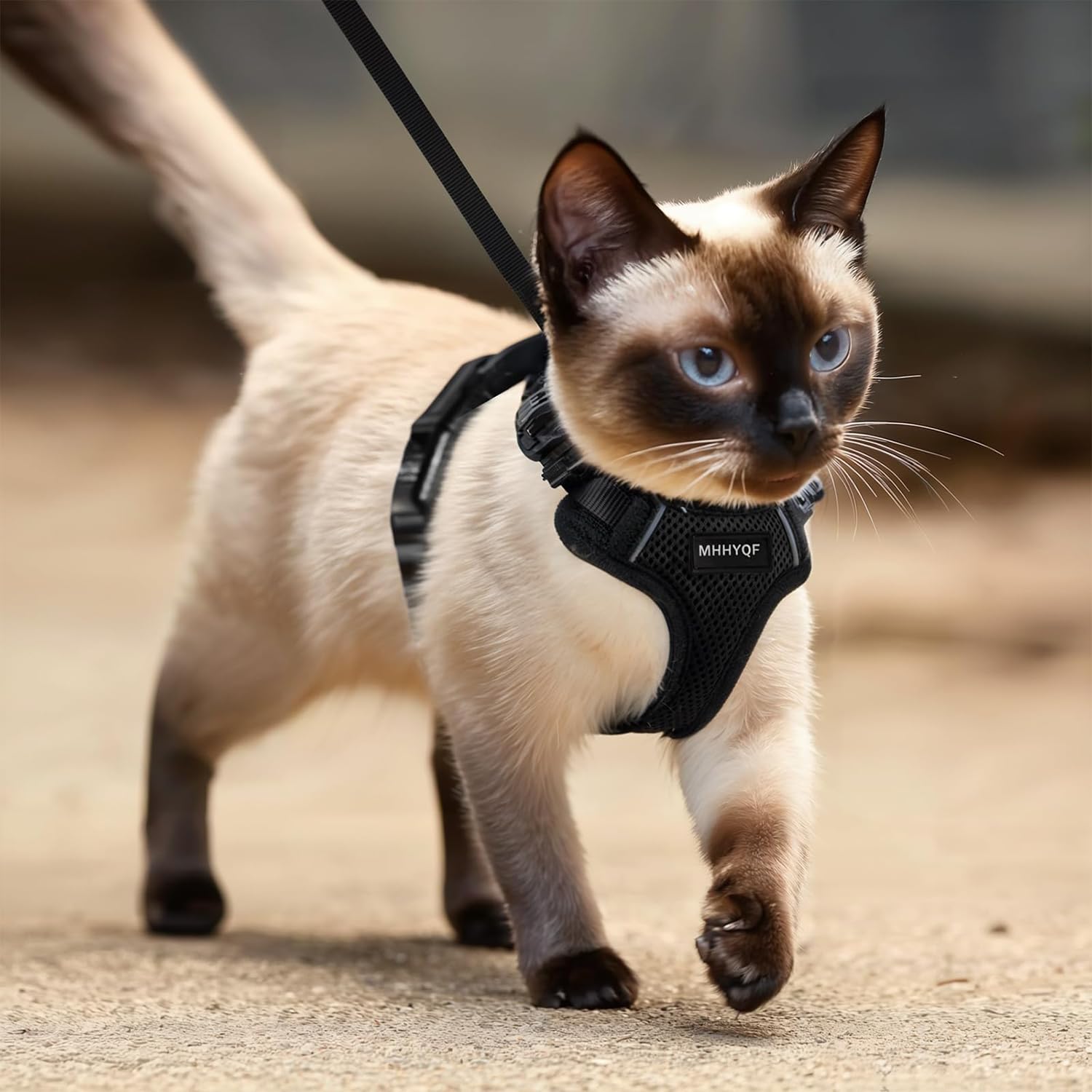 MHHYQF comparaison taille montrant choix adapté au chat