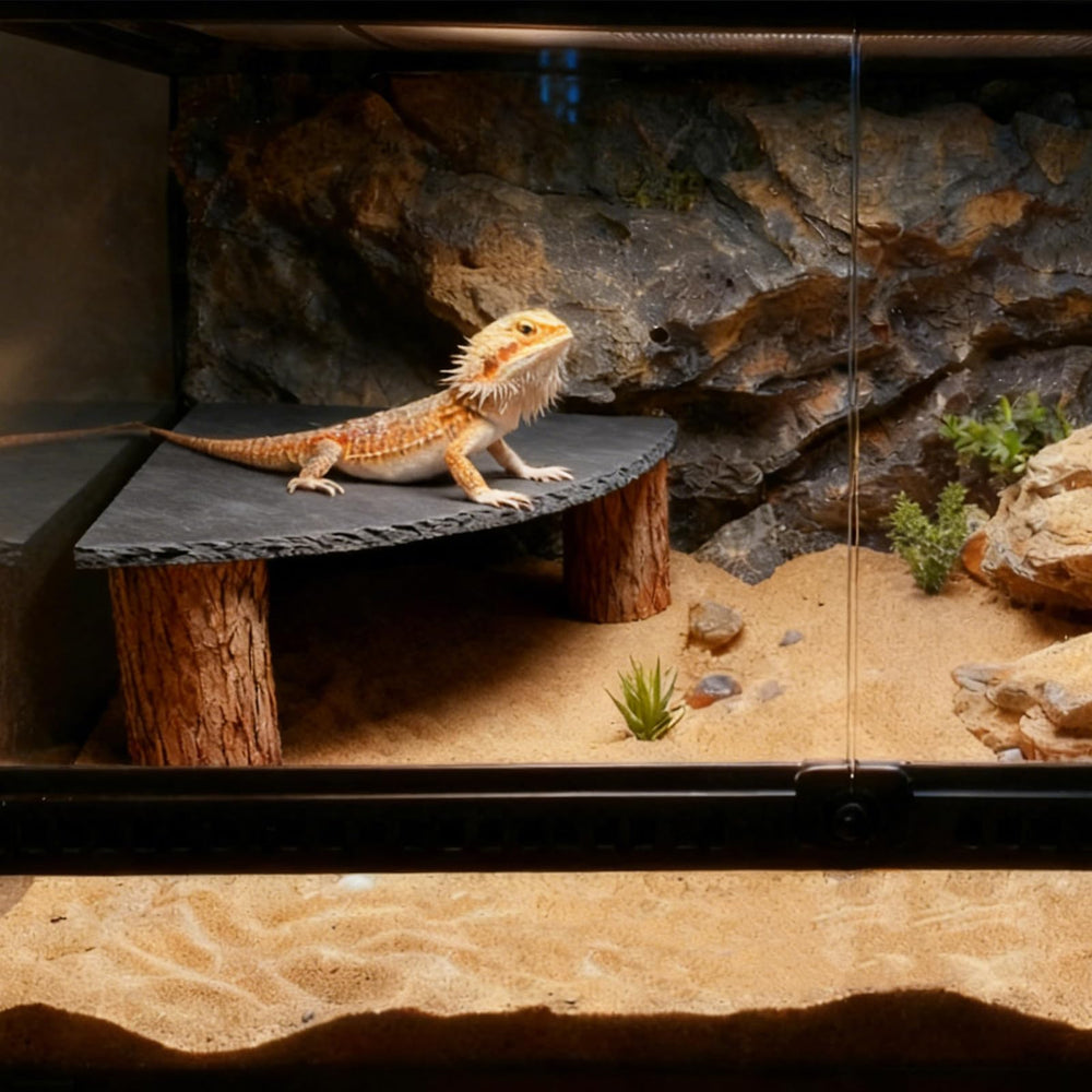 MHLLGN comparaison taille avec règle, adapté aux reptiles de petite et moyenne taille
