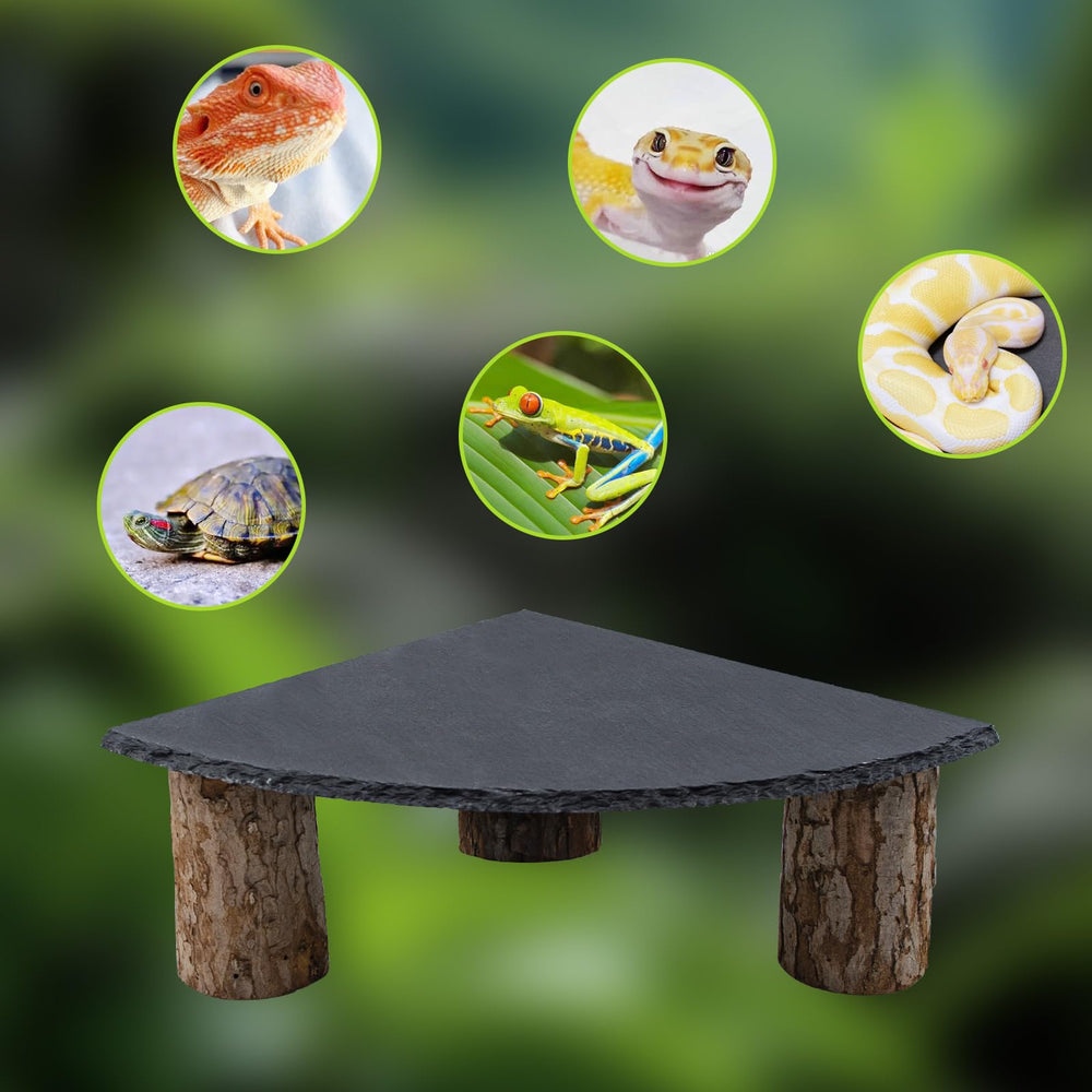 MHLLGN plateforme en terrarium avec dragon barbu, favorise comportement naturel