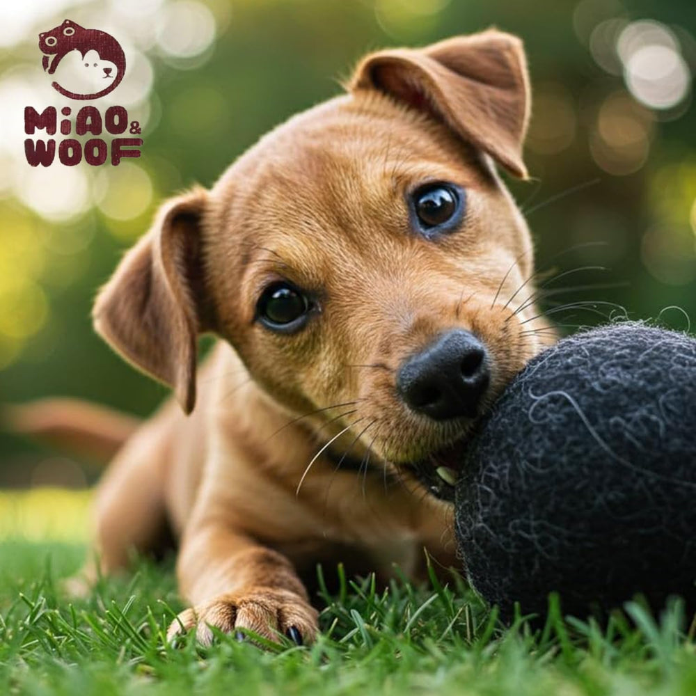 Miao and Woof chiot jouant avec balle, engagement et amusement sécurisés