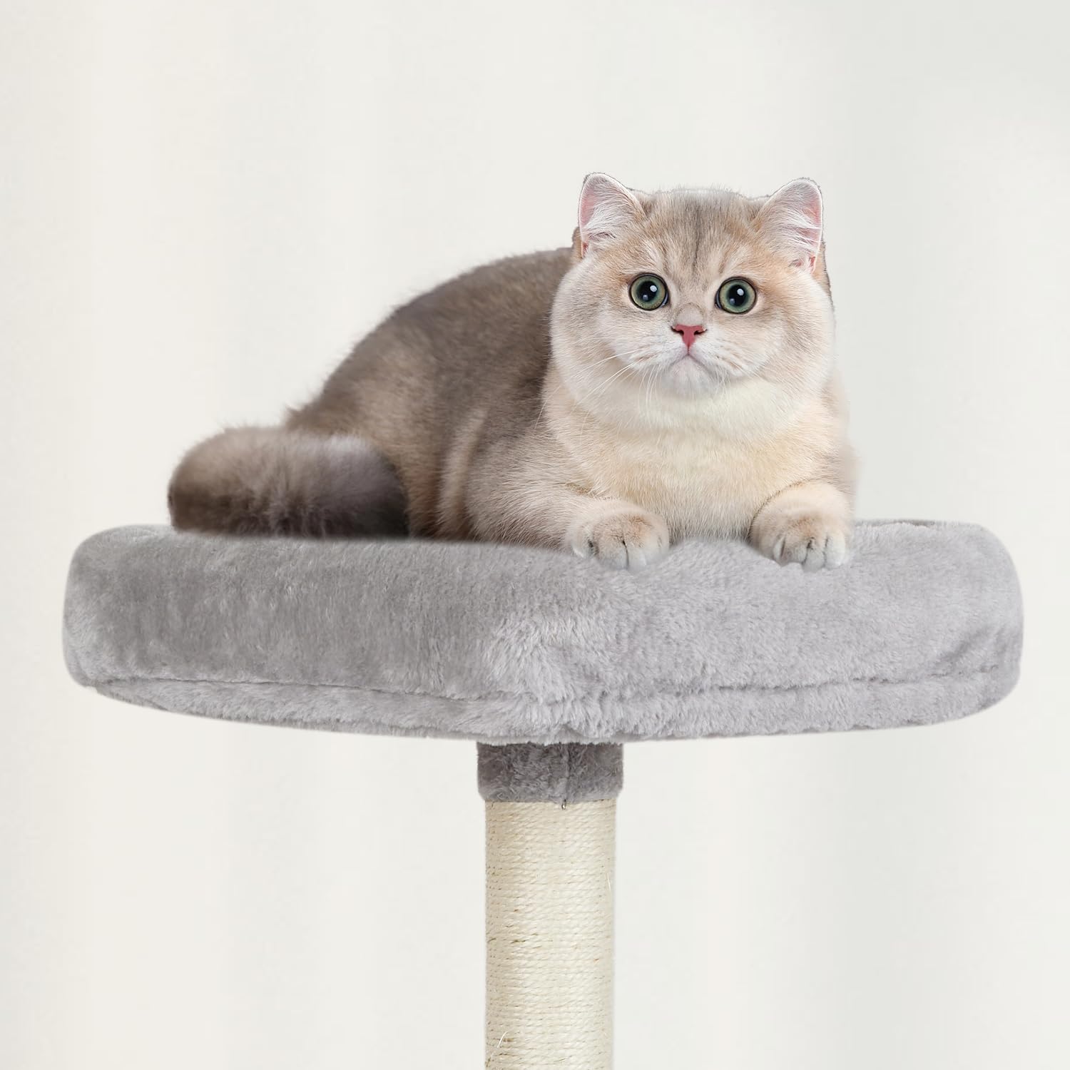 MIAO PAW condo intérieur doux, crée refuge sûr pour le chat