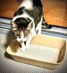 Midlee bac en usage avec un chat montrant confort et accessibilité