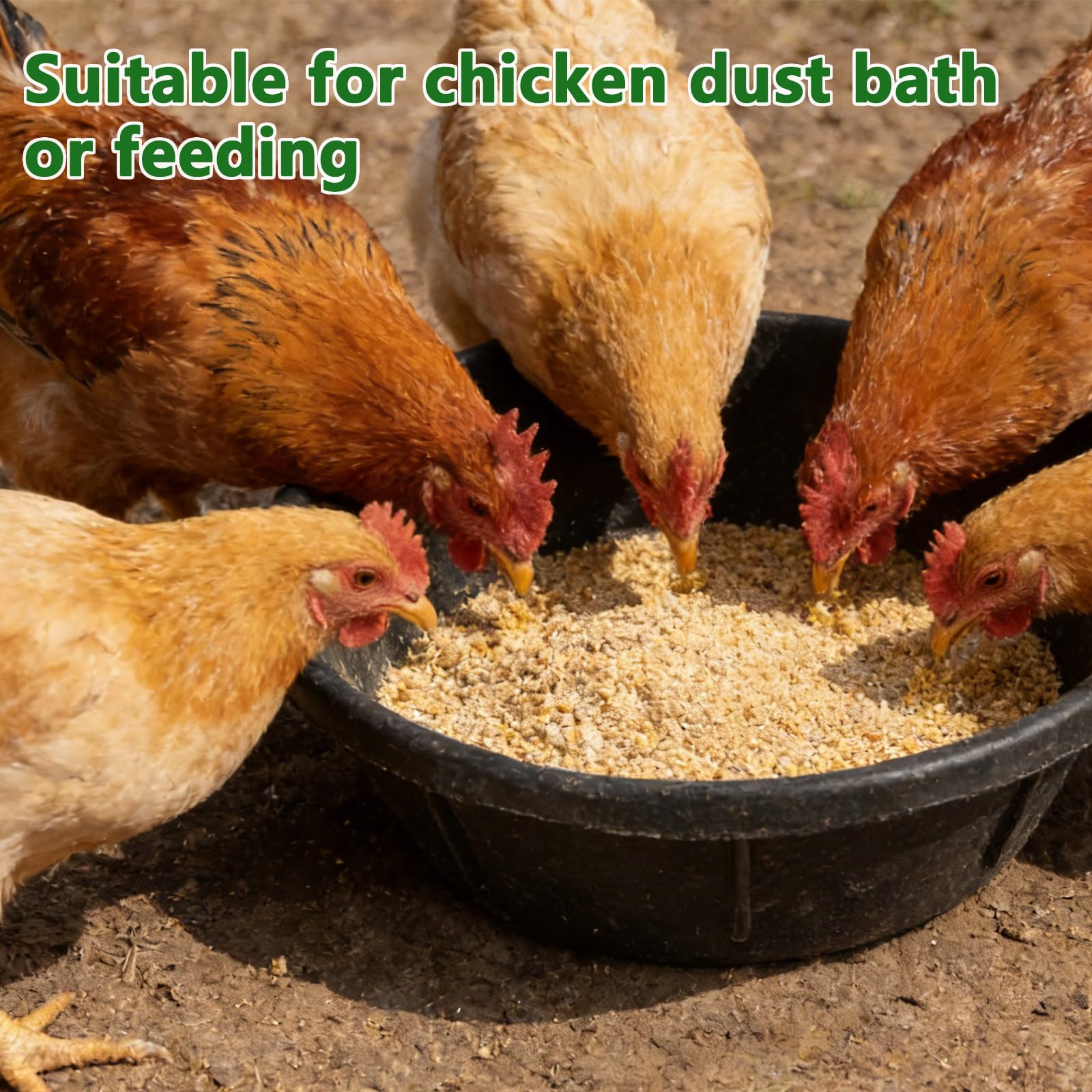 Midollarle bac utilisé comme bain de poussière pour poules multifonction
