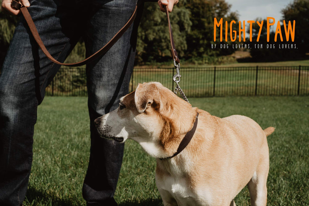 Mighty Paw collier porté par petit chien pour comparaison d'échelle et ajustement